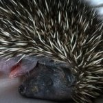 Riccio addormentato - Foto archivio La Ninna